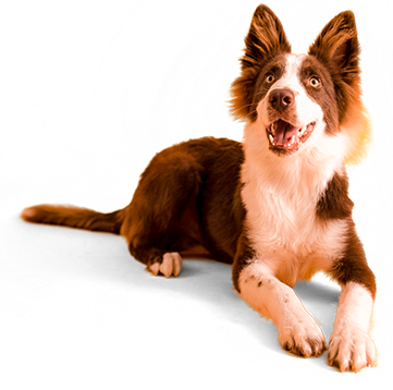 Plano Pet Health